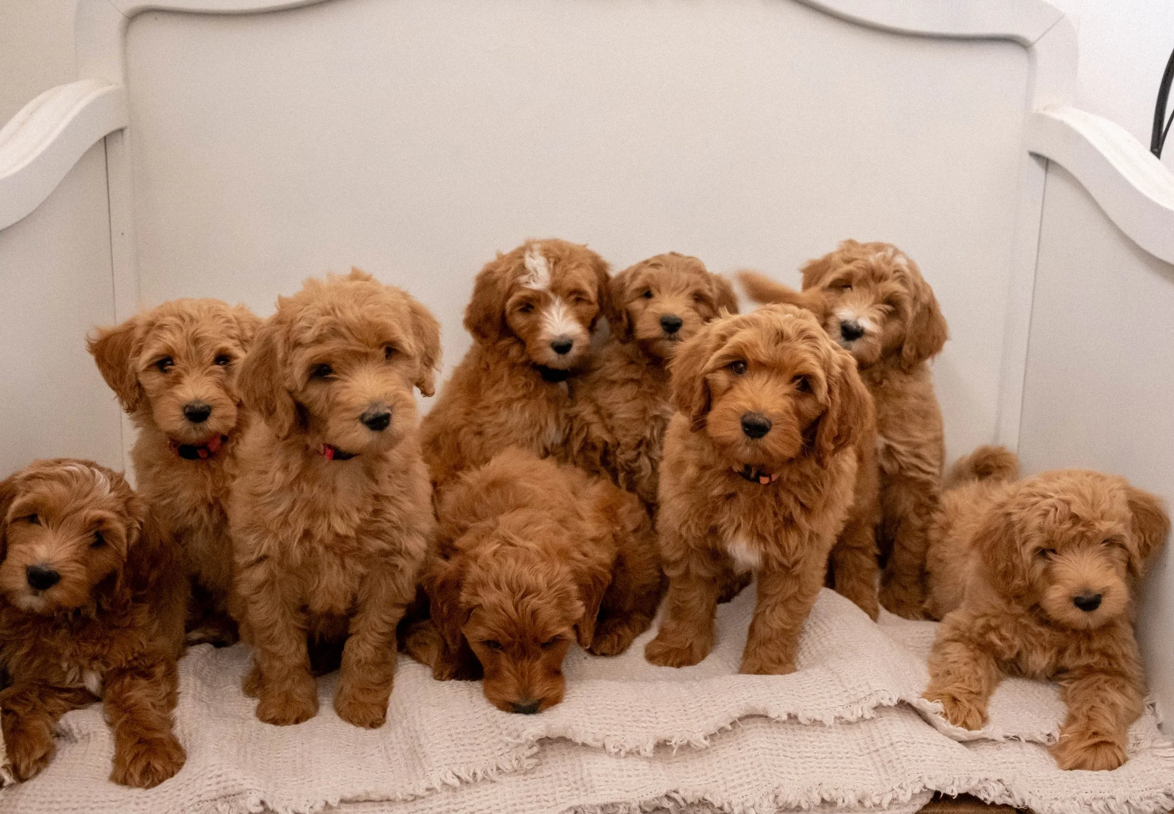 Past Litters in Phoenix, AZ | Daisy Mountain Doodles